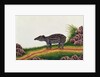 Young Tapir of Malacca by School Chinese