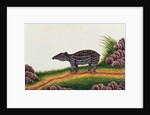 Young Tapir of Malacca by School Chinese