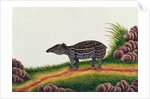 Young Tapir of Malacca by School Chinese
