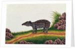 Young Tapir of Malacca by School Chinese