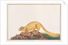 Cream-coloured Giant Squirrel by School Chinese