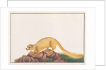 Cream-coloured Giant Squirrel by School Chinese