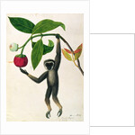 An Agile Gibbon or 'Black-Handed Gibbon' by School Chinese