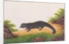 Binturong by School Chinese