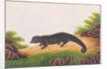 Binturong by School Chinese