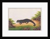 Binturong by School Chinese
