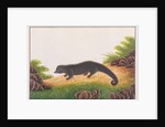 Binturong by School Chinese
