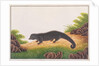 Binturong by School Chinese
