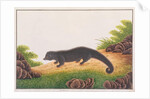 Binturong by School Chinese