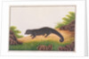 Binturong by School Chinese