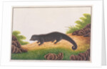 Binturong by School Chinese