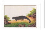 Binturong by School Chinese