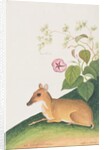 Lesser Mousedeer by School Chinese