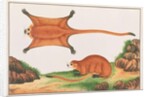 Red Giant Flying Squirrel by School Chinese