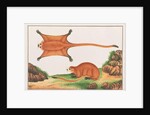 Red Giant Flying Squirrel by School Chinese