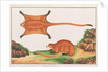 Red Giant Flying Squirrel by School Chinese