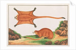 Red Giant Flying Squirrel by School Chinese