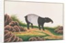 Malayan Tapir by School Chinese