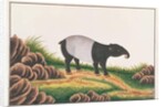 Malayan Tapir by School Chinese
