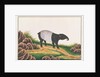 Malayan Tapir by School Chinese