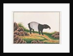 Malayan Tapir by School Chinese