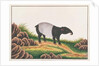 Malayan Tapir by School Chinese