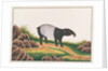 Malayan Tapir by School Chinese