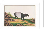 Malayan Tapir by School Chinese