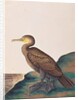 Great Cormorant by School Chinese