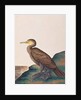 Great Cormorant by School Chinese