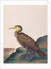 Great Cormorant by School Chinese