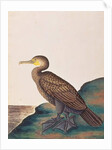 Great Cormorant by School Chinese