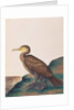 Great Cormorant by School Chinese