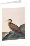 Great Cormorant by School Chinese