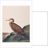 Great Cormorant by School Chinese