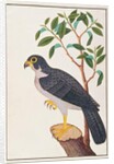 Peregrine Falcon by School Chinese