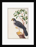 Peregrine Falcon by School Chinese