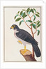 Peregrine Falcon by School Chinese