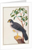Peregrine Falcon by School Chinese