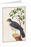 Peregrine Falcon by School Chinese