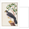 Peregrine Falcon by School Chinese