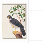 Peregrine Falcon by School Chinese