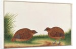 Black Partridge by School Chinese