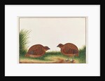 Black Partridge by School Chinese