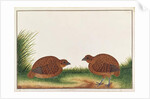 Black Partridge by School Chinese