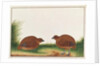 Black Partridge by School Chinese