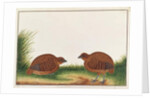 Black Partridge by School Chinese