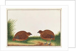 Black Partridge by School Chinese