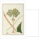 Fishtail Palm by School Chinese