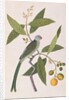 Parakeet by School Chinese